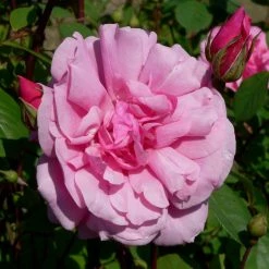 Rosier Grimpant CÃ©cile Brunner Clg