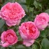 Rosier Ã  Grandes Fleurs La Rose De Molinard -Jardin De Fleurs Magasin Rosier La Rose de Molinard delgrarose 847172 1
