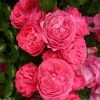 Rosier Patio Rose Moin Moin -Jardin De Fleurs Magasin Rosier PATIO ROSE Moin Moin 888980 1