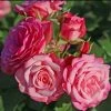 Rosier Patio Rose Xenia 3 Rosier Patio Rose Xenia -Jardin De Fleurs Magasin Rosier Patio Rose Xenia 16436 1