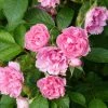 Rosier Ancien Pink Grootendorst 3 Rosier Ancien Pink Grootendorst -Jardin De Fleurs Magasin Rosier Pink Grootendorst copyright 712772 1