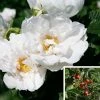 Rosier Savoranova White -Jardin De Fleurs Magasin Rosier SAVORANOVA White 889100 1