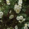 Rosier Liane Sander's White Rambler -Jardin De Fleurs Magasin Rosier Sander s White Rambler 57074 1