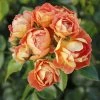 Rosier Bees Paradise Mango -Jardin De Fleurs Magasin Rosier a fleurs groupees Bienenweide Mango IF 17976 1