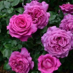 Rosier Ã  Grandes Fleurs Chartreuse De Parme