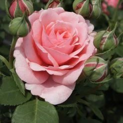 Rosier Ã  Grandes Fleurs Elaine Paige