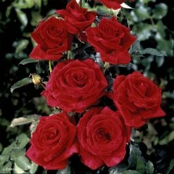 Rosier Ã  Grandes Fleurs Hacienda