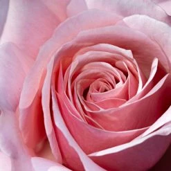 Rosier Ã  Grandes Fleurs Pierre De Luxembourg