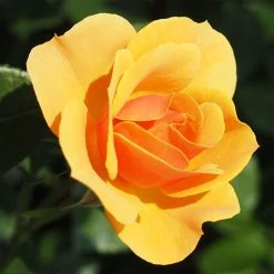 Rosier Ã  Grandes Fleurs Rose Alleyson