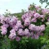 Rosier Liane Blush Rambler - Rose Ancienne -Jardin De Fleurs Magasin Rosier ancien Blush Rambler 81566 1