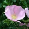 Rosier Rugosa Frau Dagmar Hastrup -Jardin De Fleurs Magasin Rosier ancien Frau Dagmar Hastrup 71328 1