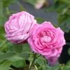 Rosier Ancien Mrs John Laing 3 Rosier Ancien Mrs John Laing -Jardin De Fleurs Magasin Rosier ancien Mrs John Laing 84559 1
