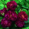Rosier Ancien Tuscany Superb -Jardin De Fleurs Magasin Rosier ancien Tuscany 66559 1