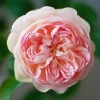 Rosier David Austin Gentle Hermione -Jardin De Fleurs Magasin Rosier anglais Gentle Hermione 66538 1