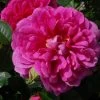 Rosier David Austin Princess Anne -Jardin De Fleurs Magasin Rosier anglais Princess Anne 66550 2