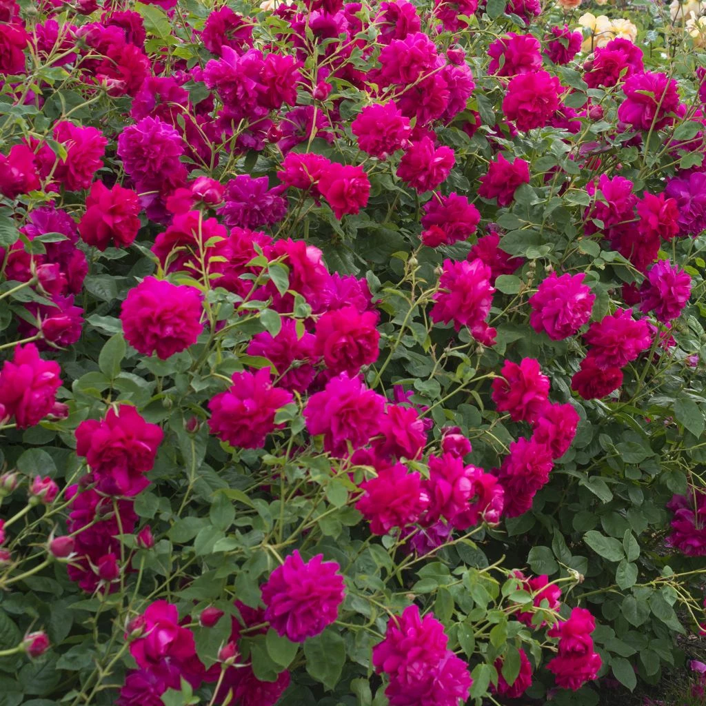 Rosier David Austin Thomas à Becket 1 Rosier David Austin Thomas à Becket