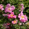 Rosier Ancien Marguerite Hilling -Jardin De Fleurs Magasin Rosier arbustif Marguerite Hilling 83585 1