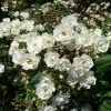Rosier Arbustif Waterloo -Jardin De Fleurs Magasin Rosier arbustif Waterloo IF 18662 1