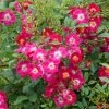 Rosier Grimpant Libertas -Jardin De Fleurs Magasin Rosier grimpant Libertas 855092 1