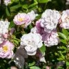 Rosier Grimpant Anglais Little Rambler 2 Rosier Grimpant Anglais Little Rambler -Jardin De Fleurs Magasin Rosier grimpant anglais Little Rambler copyright 18152 1