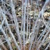 Rubus Thibetanus Silver Fern - Ronce D'ornement -Jardin De Fleurs Magasin Rubus thibetanus Silver Fern 82910 2
