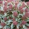 Skimmia Japonica Magic Marlot -Jardin De Fleurs Magasin SKIMMIA JAPONICA MAGIC MARLO 7859 1