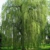 Saule Pleureur - Salix Alba Tristis -Jardin De Fleurs Magasin Salix alba Tristis 781532 1