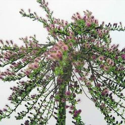 Salix Sachalinensis Sekka - Saule De Sakhaline Pot De 3L/4L