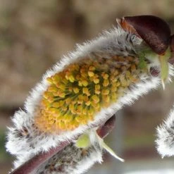 Salix Caprea Gold-BienenkÃ¤tzchen - Saule Marsault