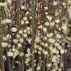 Salix Caprea Kilmarnock - Saule Marsault Pleureur. -Jardin De Fleurs Magasin Salix caprea Kilmarnock 84299 1