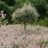 Saule Crevette - Salix Integra Flamingo -Jardin De Fleurs Magasin Salix integra Flamingo copyright Plantipp D.Slingerland 1002092 P