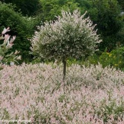 Saule Crevette - Salix Integra Flamingo