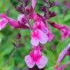 Sauge Arbustive Icing Sugar - Salvia Greggii -Jardin De Fleurs Magasin Salvia greggii Icing Sugar 79018 1