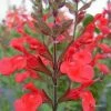 Sauge Arbustive Flammenn Â® - Salvia Jamensis