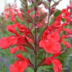 Sauge Arbustive Flammenn Â® - Salvia Jamensis