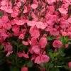 Sauge Arbustive Pluenn - Salvia Jamensis -Jardin De Fleurs Magasin Salvia jamensis pluenn 7786 1