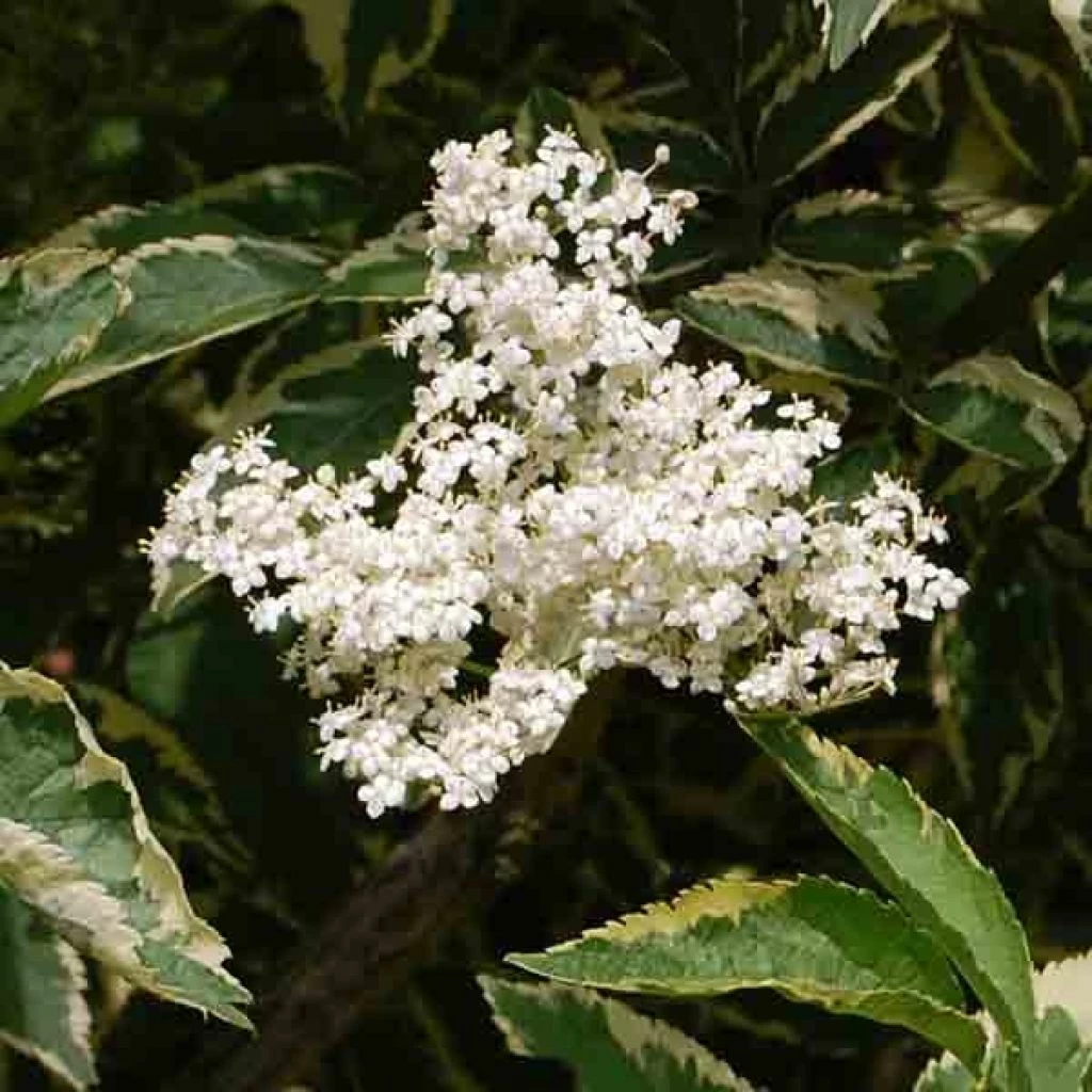Sureau Noir - Sambucus Nigra Madonna 1 Sureau Noir - Sambucus Nigra Madonna