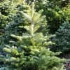 Sapin De CorÃ©e - Abies Koreana Samling