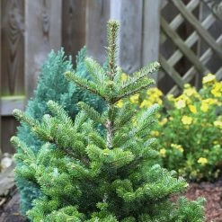 Sapin De CorÃ©e Nain - Abies Koreana Molli