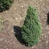 Epinette Blanche - Picea Glauca Piccolo -Jardin De Fleurs Magasin Sapinette blanche Epinette blanche Picea glauca Piccolo V 1003221 1