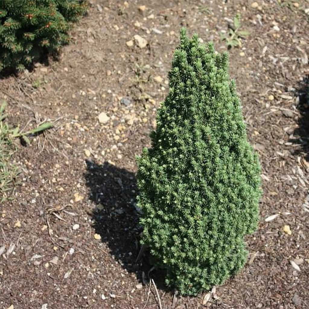 Epinette Blanche - Picea Glauca Piccolo 1 Epinette Blanche - Picea Glauca Piccolo