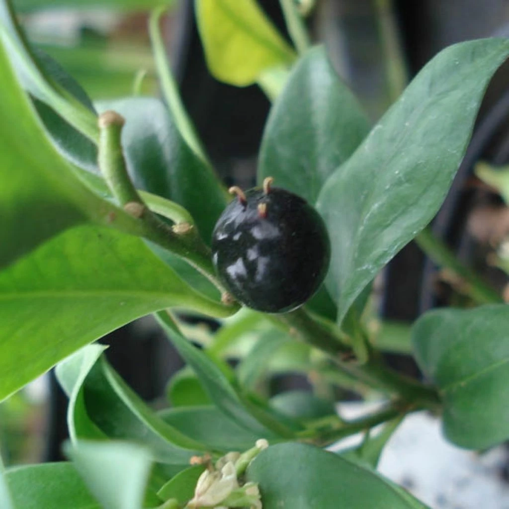 Sarcococca Confusa 1 Sarcococca Confusa