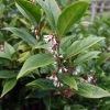 Sarcococca Orientalis - Sarcocoque D'Orient -Jardin De Fleurs Magasin Sarcococca orientalis 82225 1