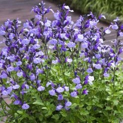 Sauge Arbustive So Cool Pale Blue - Salvia Microphylla
