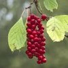 Schisandra Chinensis Sadova NÂ°1 - Baie Aux 5 Saveurs Autofertile
