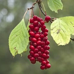 Schisandra Chinensis Sadova NÂ°1 - Baie Aux 5 Saveurs Autofertile