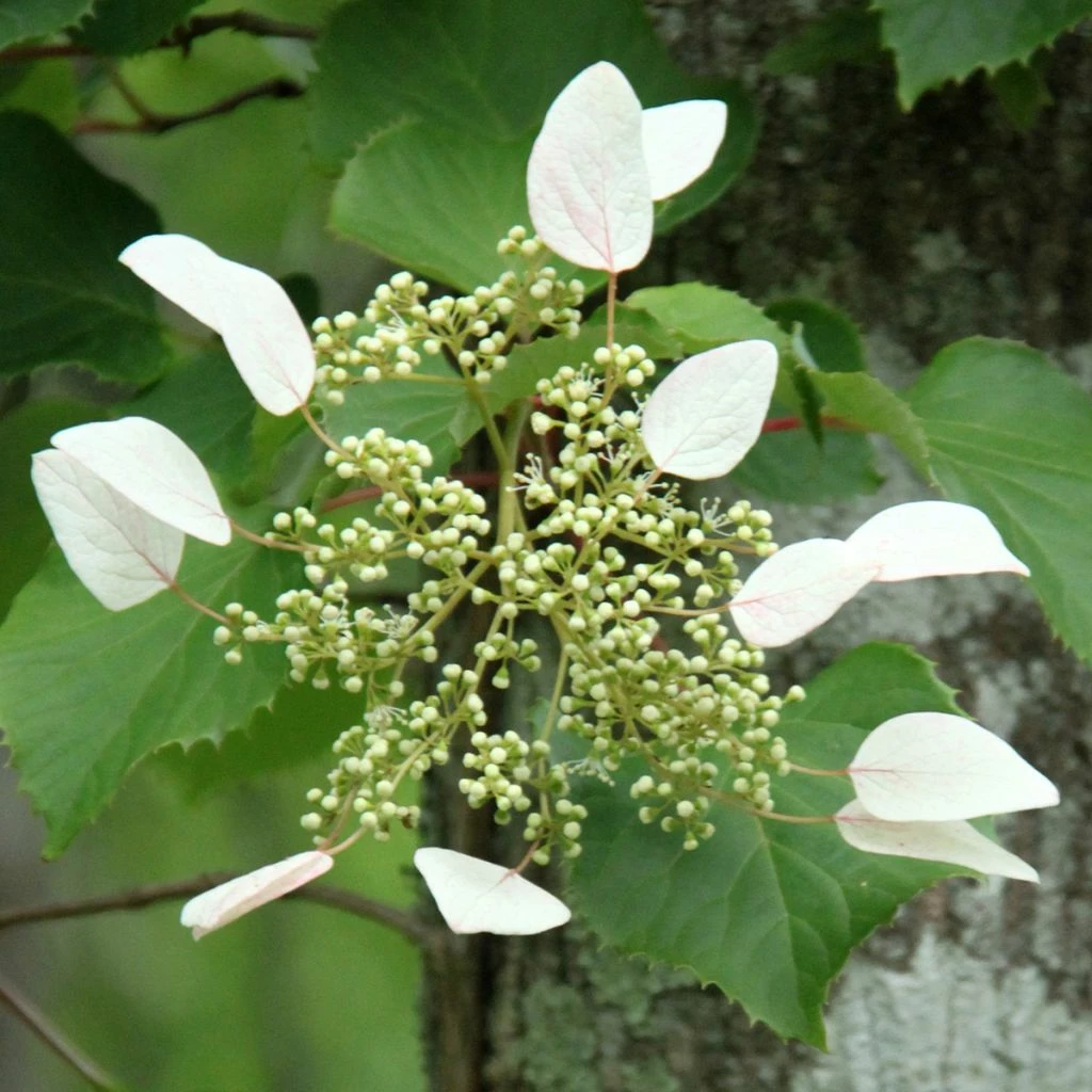 Schizophragma Hydrangeoïdes Red Rhapsody MonLaBaHe 1 Schizophragma Hydrangeoïdes Red Rhapsody MonLaBaHe