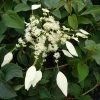 Schizophragma Hydrangeoides Windmills 3 Schizophragma Hydrangeoides Windmills -Jardin De Fleurs Magasin Schizophragma hydrangeoides Windmills 83534 1