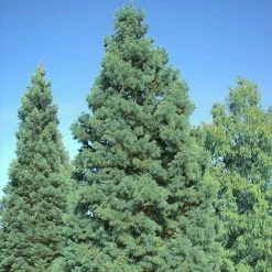 SÃ©quoia GÃ©ant - Sequoiadendron Giganteum Glaucum