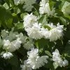 Seringat Minnesota Snowflake - Philadelphus Virginalis 3 Seringat Minnesota Snowflake - Philadelphus Virginalis -Jardin De Fleurs Magasin Seringat Minnesota Snowflake Philadelphus virginalis copyright 1007542 2